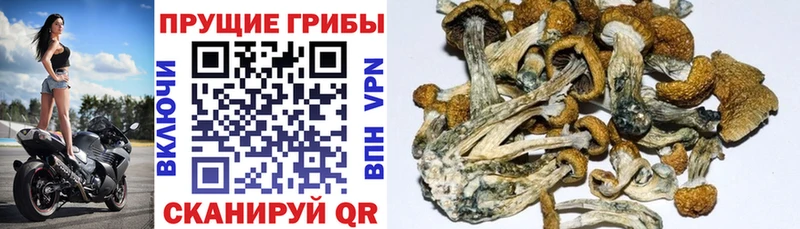 Псилоцибиновые грибы MAGIC MUSHROOMS  Купить закладки  Электросталь 